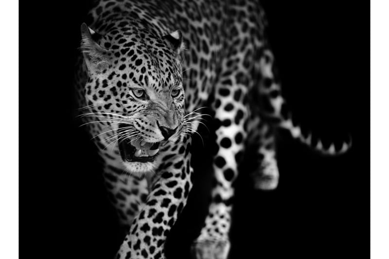 Canvas  Leopard - 70x100 cm - Inredning - Tavlor & konst - Canvastavlor