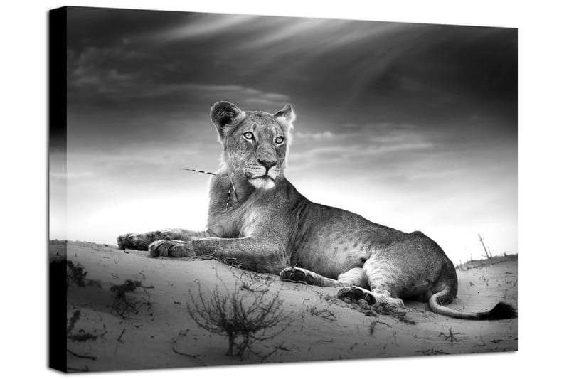 Tavla Canvas Lioness - 75x100 - Inredning - Väggdekor