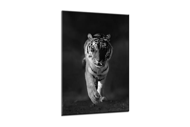 Tavla Canvas Tiger - 50x70 cm - Inredning - Tavlor & konst