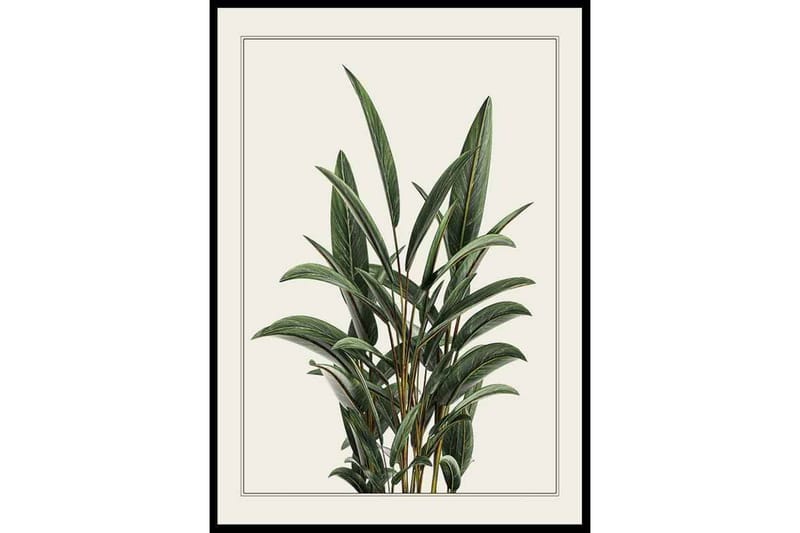 Alpinia Leaves Illustration Grön/Beige - 30x40 cm - Inredning - Tavlor & konst - Posters & prints
