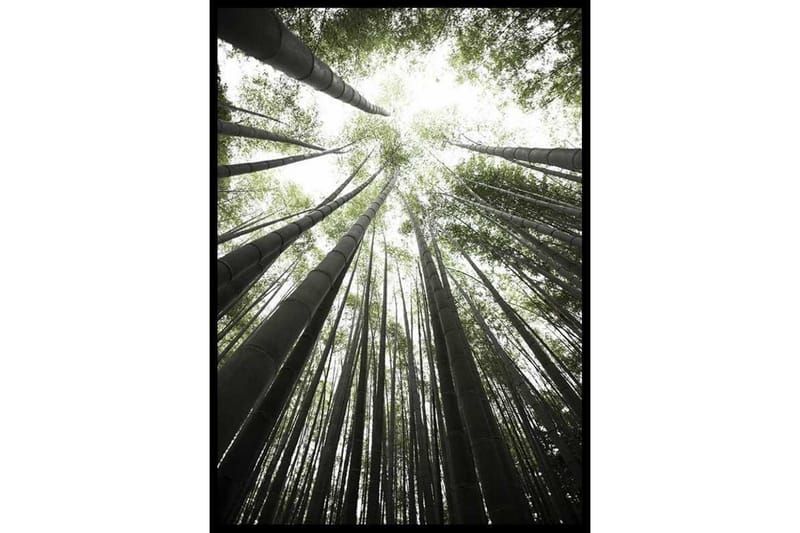 Bamboo Forest Foto Grå/Grön - 21x30 cm - Inredning - Tavlor & konst - Posters & prints