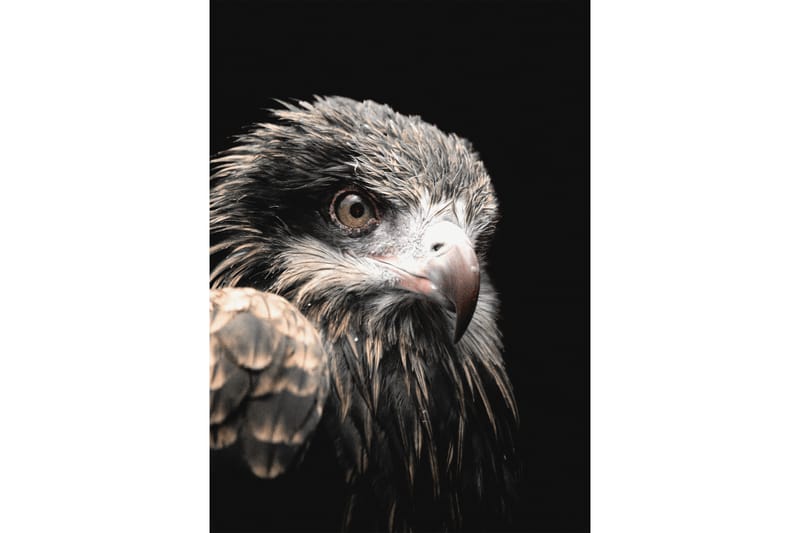 Black Eagle Foto Grå/Beige/Svart - 50x70 cm - Inredning - Tavlor & konst - Posters & prints