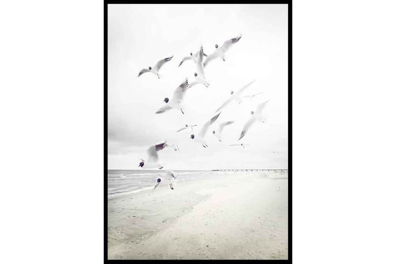 Black-Headed Seagulls Foto Vit/Grå - 50x70 cm - Inredning - Tavlor & konst - Posters & prints - Djur poster