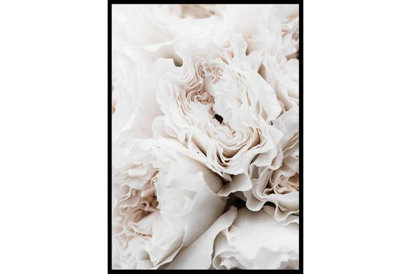 Blushing Roses Foto Vit - 21x30 cm - Inredning - Tavlor & konst - Posters & prints - Botaniska posters