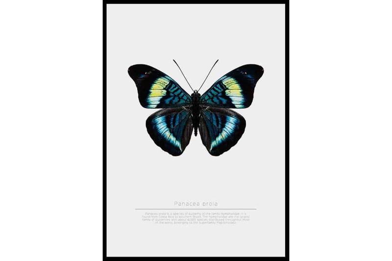 Butterfly Display - Finns i flera storlekar - Inredning - Tavlor & konst - Posters & prints