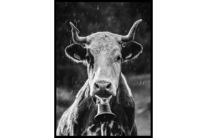 Cow With Bell - Finns i flera storlekar - Inredning - Tavlor & konst - Posters & prints