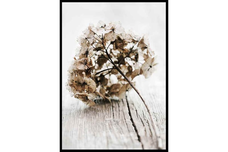Dried Hydrangea No1 Foto Beige/Grå - 70x100 cm - Inredning - Tavlor & konst - Posters & prints - Botaniska posters