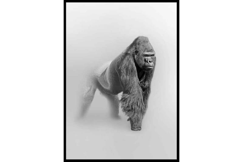 Faded Gorilla Illustration Svartvit/Grå - 70x100 cm - Inredning - Tavlor & konst - Posters & prints