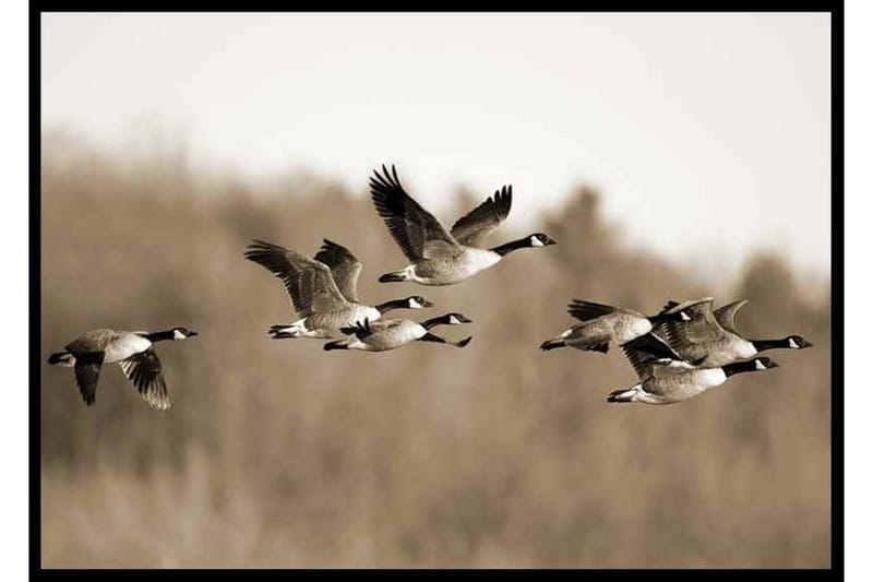 Flying Canada Geese Foto Beige
