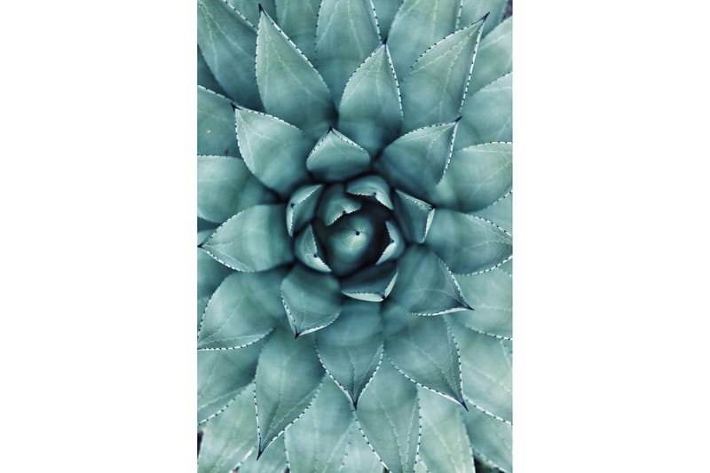 Green Cactus Poster - 50x70cm - Inredning - Tavlor & konst - Posters & prints
