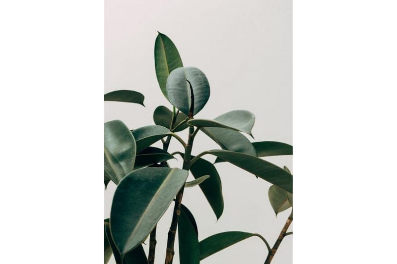 Green Plant Poster - 50x70cm - Inredning - Tavlor & konst - Posters & prints