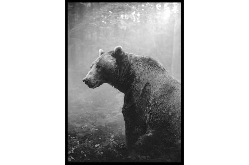 Grizzly Bear Foto Svartvit/Grå