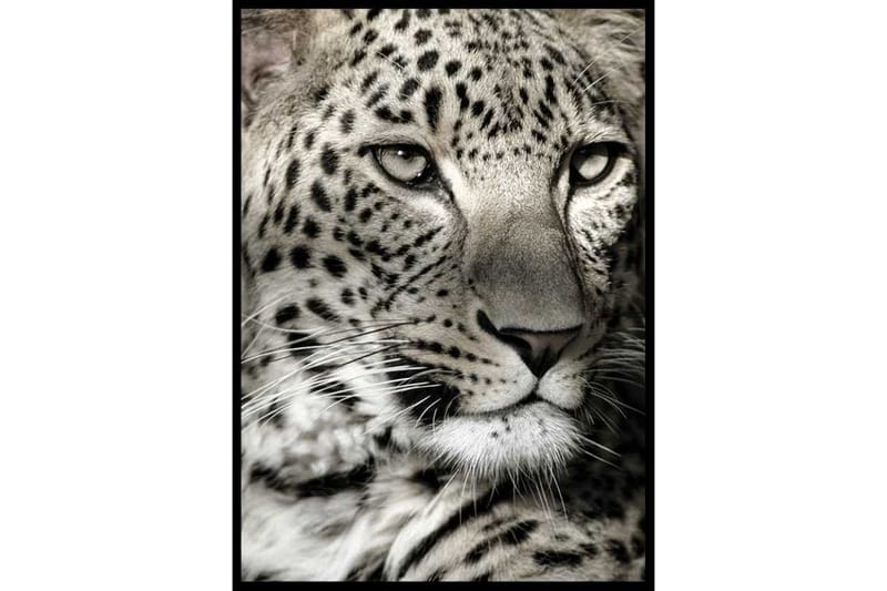 Leopard Foto Beige/Grå - 70x100 cm - Inredning - Tavlor & konst - Posters & prints - Djur poster