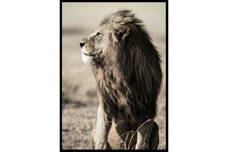 Lion In Profile Foto Beige - 70x100 cm - Inredning - Inredning barnrum & leksaker - Dekoration barnrum - Väggdekor barnrum - Posters barnrum
