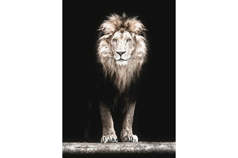 Majestic Lion In Black Foto Beige/Grå/Svart - 50x70 cm - Hus & renovering - Kök & bad - Badrum - Badrumstillbehör - Övrigt badrumstillbehör