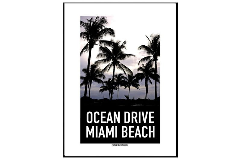 Ocean Drive Miami Palm Trees Foto Svartvit/Svartvit/Grå