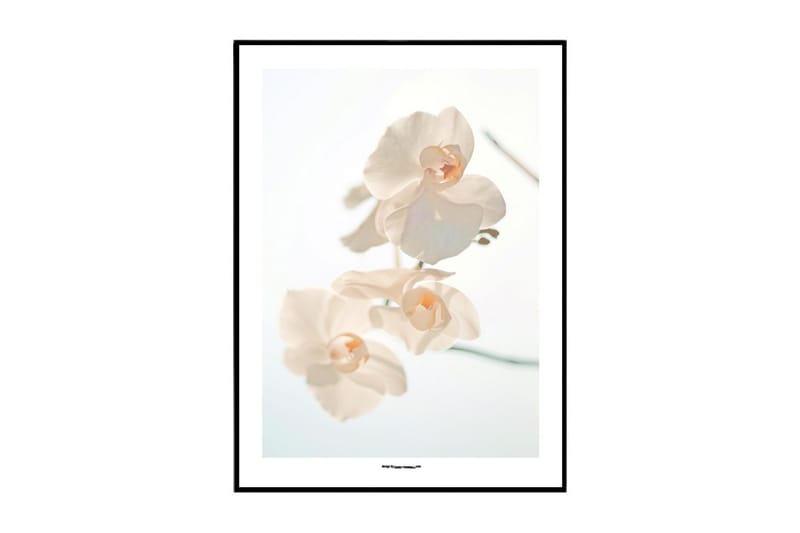 Poster White Moth Orchid - 40x30 cm - Inredning - Tavlor & konst - Posters & prints