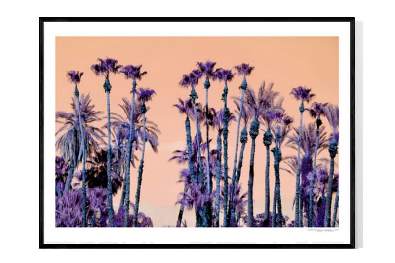 Purple Palm Trees Foto Lila/Orange