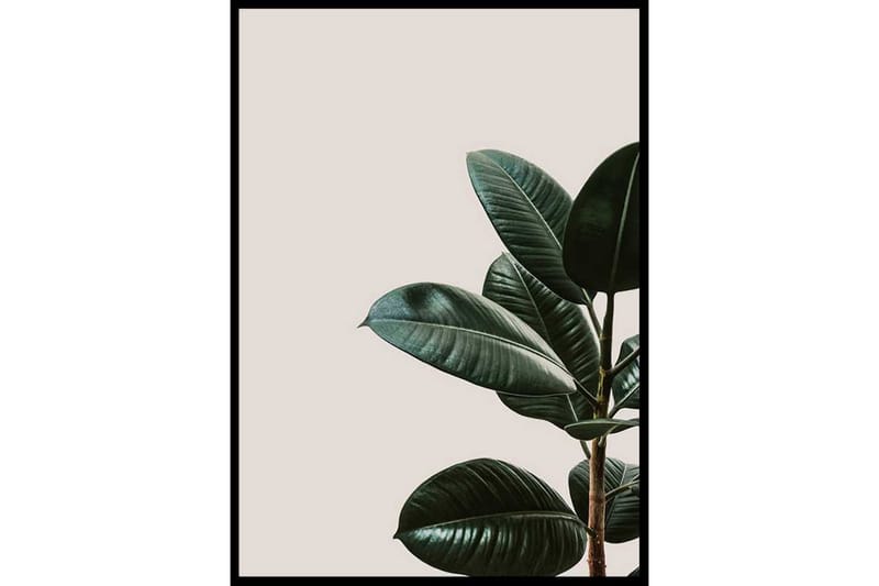Rubber Plant Natural - Finns i flera storlekar - Inredning - Tavlor & konst - Posters & prints