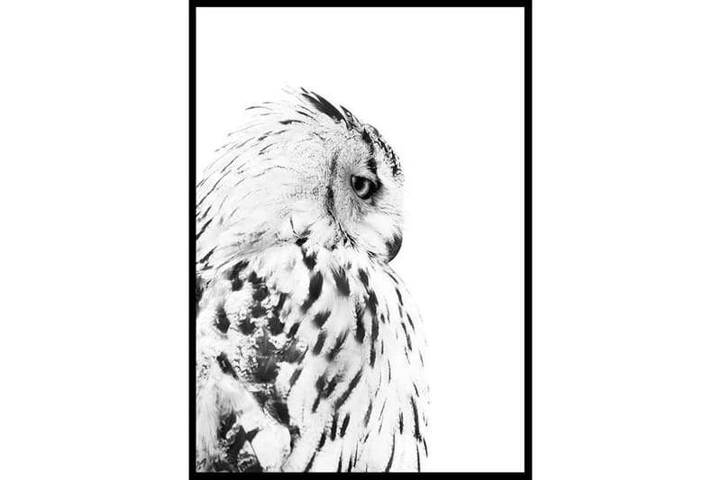 Snow Owl Foto Vit/Grå - 50x70 cm - Inredning - Tavlor & konst - Posters & prints - Djur poster