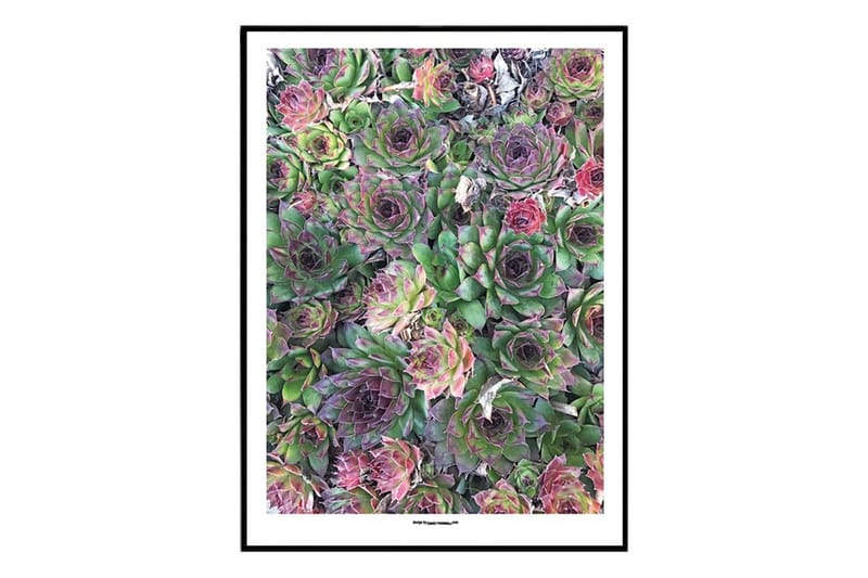Succulents Foto Flerfärgad/Grön/Rosa - 30x40 cm - Inredning - Tavlor & konst - Posters & prints - Botaniska posters