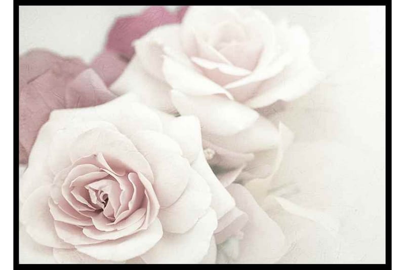 The Perfect Pair Of Roses Foto Rosa/Vit - 70x50 cm - Inredning - Tavlor & konst - Posters & prints - Botaniska posters