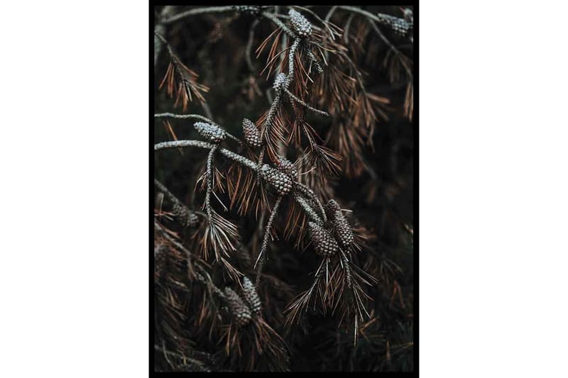 Tree Cones Foto Brun - 21x30 cm - Inredning - Tavlor & konst - Posters & prints