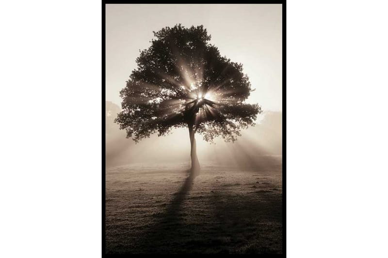 Tree In Sunrise Foto Beige/Grå - 21x30 cm - Inredning - Tavlor & konst - Posters & prints