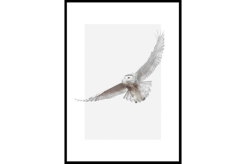White Owl Illustration Grå/Vit