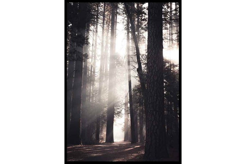 Yosemite Valley Forest Walk Foto Grå/Beige - 50x70 cm - Inredning - Tavlor & konst - Posters & prints