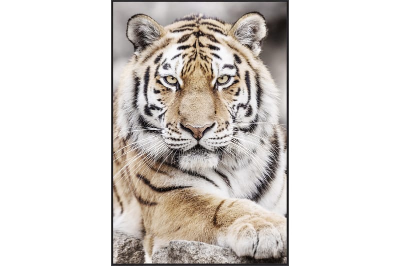 Tiger Akryltavla 80x120 cm - Flerfärgad - Inredning - Tavlor & konst