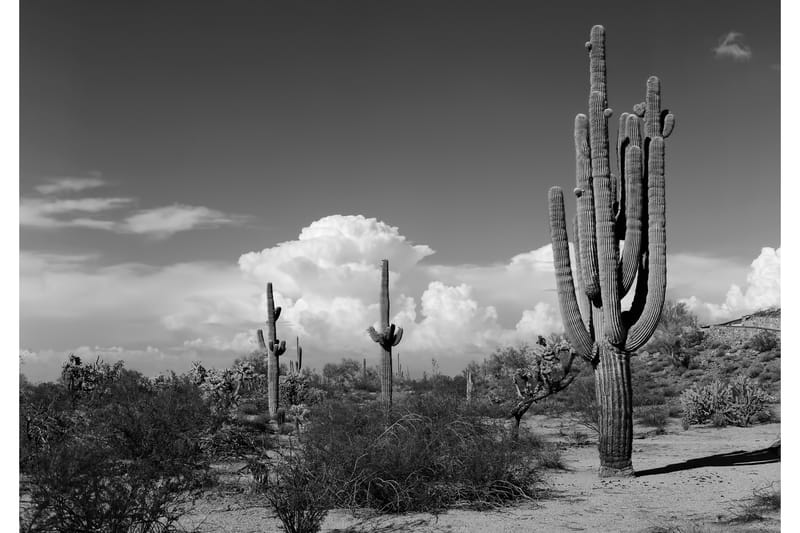 Canvas  Cactus - 70x100 cm - Heminredning - Väggdekor - Canvastavlor