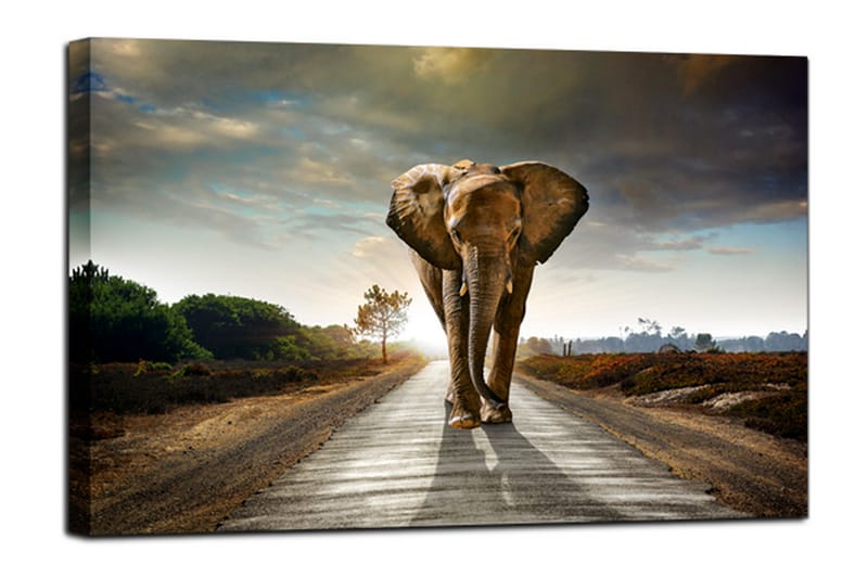 Tavla Canvas Elephant - 75x100 - Heminredning - Väggdekor - Canvastavlor