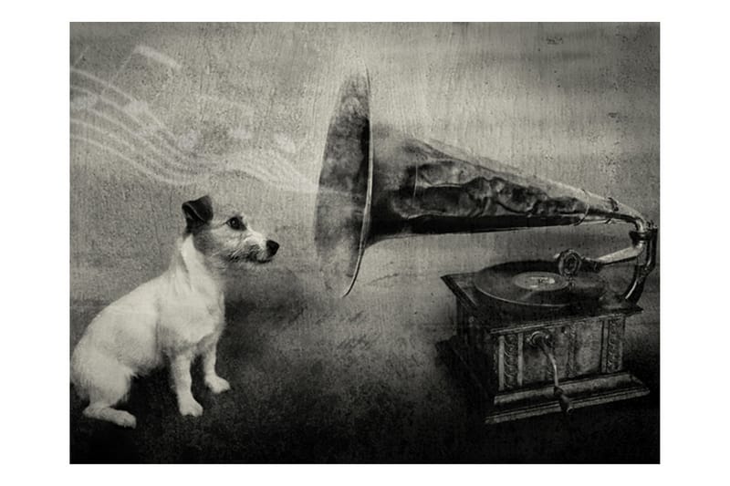 Fototapet Dog's Melodies 300x231 - Artgeist sp. z o. o. - Inredning - Väggdekor - Tapet & tapettillbehör - Fototapet
